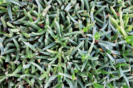 Wide dense grass texture growing on the lawn.