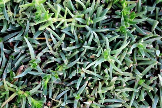 Wide dense grass texture growing on the lawn.