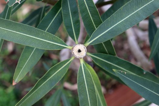 Cropped olive tree with long leafs.