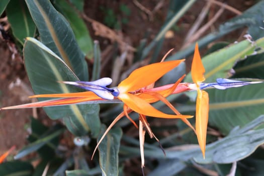 Exotic sharp acute orange flower.