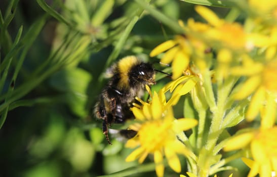 close up of Bombus cryptarum, also know as the cryptic bumblebee