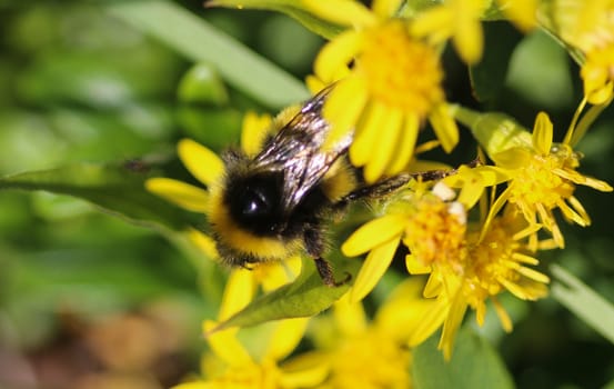 close up of Bombus cryptarum, also know as the cryptic bumblebee