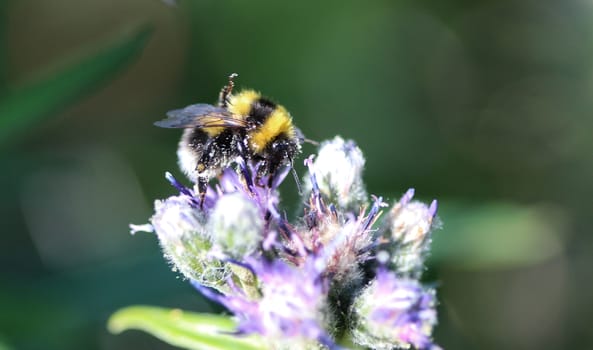 close up of Bombus cryptarum, also know as the cryptic bumblebee
