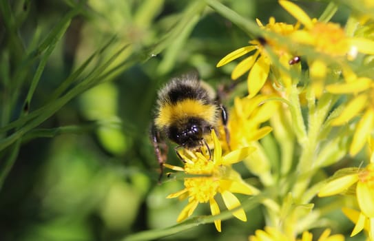 close up of Bombus cryptarum, also know as the cryptic bumblebee