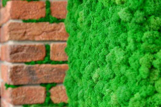 Brick wall with decorative green moss close-up. Decorative floral background.