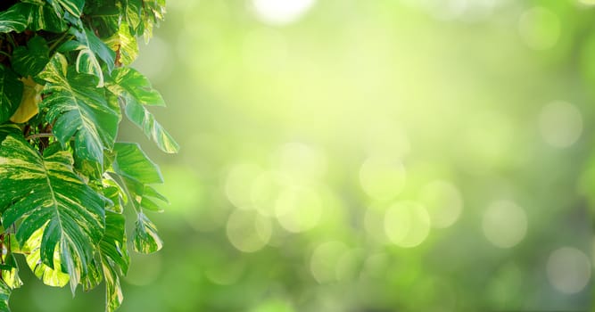 Leaf background bokeh blur green background