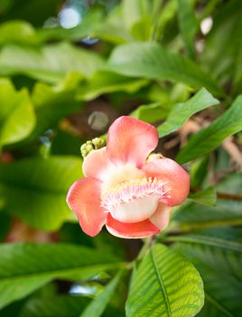 Shorea robusta or Cannonball flower or Sal flowers (Couroupita guianensis) on the tree