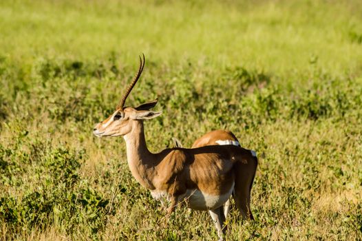 Male Impala with curious look in the savannah of Samburu Park in central Kenya