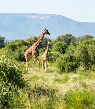 Giraffe crossing the trail in Samburu Park in central Kenya