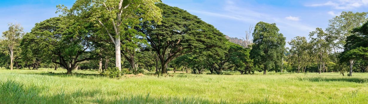 Panoramic landscape of green jungle,Tropical rain forest in Thailand