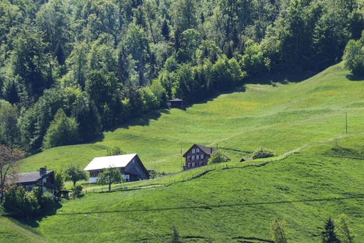 swiss alp farm house with green grass and forest