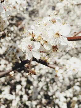 Blooming apple tree flowers in spring as floral background, nature and agriculture