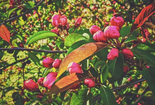 Red berries on tree at sunset in spring, nature and agriculture