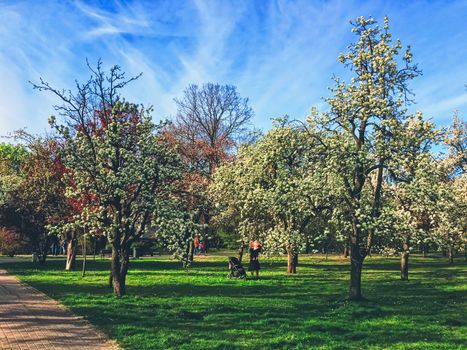 Blooming trees in spring in a city park, nature and landscape