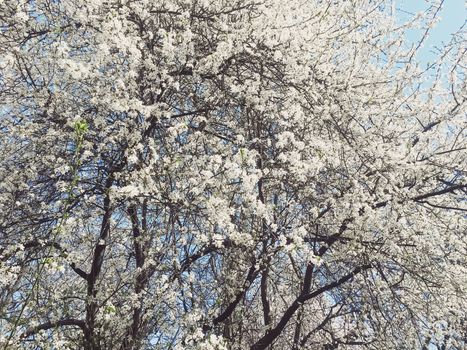 Blooming apple tree flowers in spring as floral background, nature and agriculture