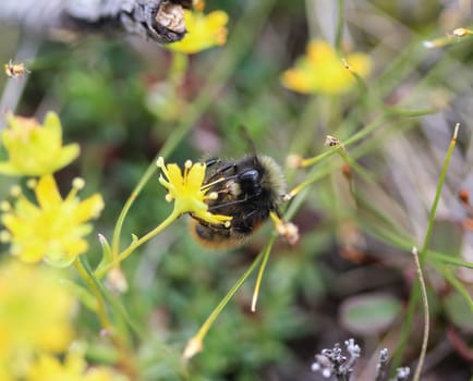 Close up of Bombus monticola, the bilberry bumblebee, blaeberry bumblebee or mountain bumblebee