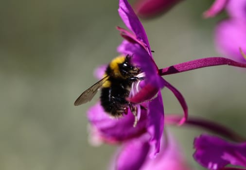 Close up of Bombus bohemicus, also known as the gypsy's cuckoo bumblebee