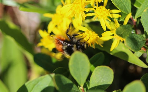 Close up of Bombus monticola, the bilberry bumblebee, blaeberry bumblebee or mountain bumblebee