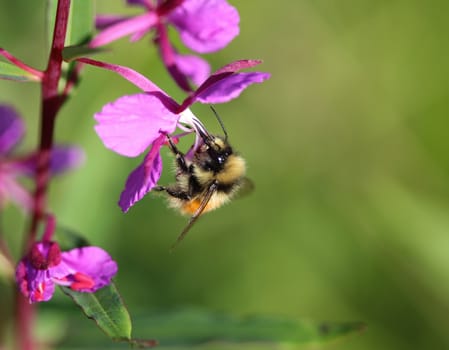 Close up of Bombus monticola, the bilberry bumblebee, blaeberry bumblebee or mountain bumblebee