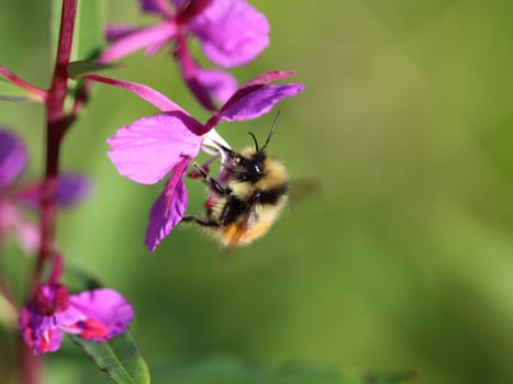 Close up of Bombus monticola, the bilberry bumblebee, blaeberry bumblebee or mountain bumblebee