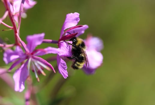 Close up of Bombus campestris, a common cuckoo bumblebee