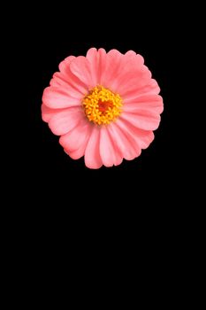 Pink zinnia flower isolated on a black background with vibrant colour close up. One single flower head.