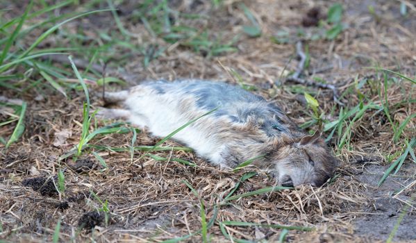 Dead muskrat lying in the grass, the Netherlands