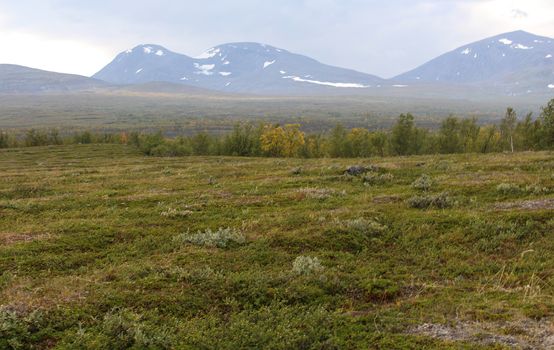 Overview of mountain grassland arctic tundra in abisko national park, northern Sweden