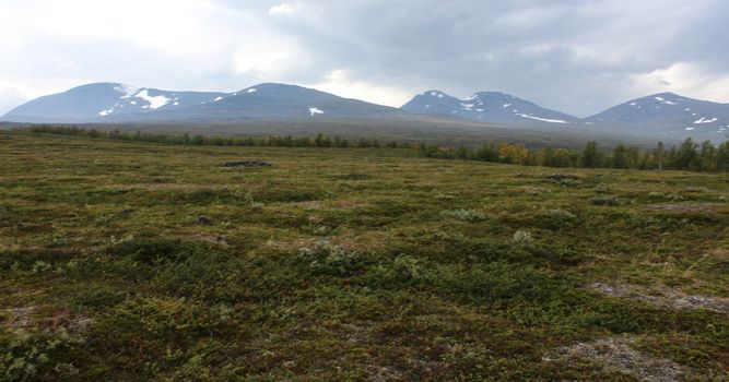 Overview of mountain grassland arctic tundra in abisko national park, northern Sweden