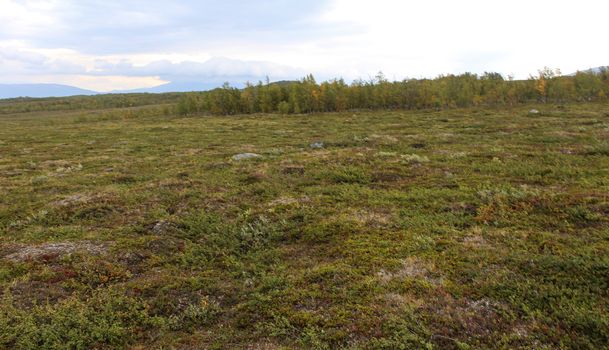 Overview of mountain grassland arctic tundra in abisko national park, northern Sweden