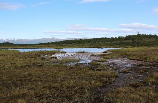 Overview of mountain wetland in arctic tundra in abisko national park, northern Sweden