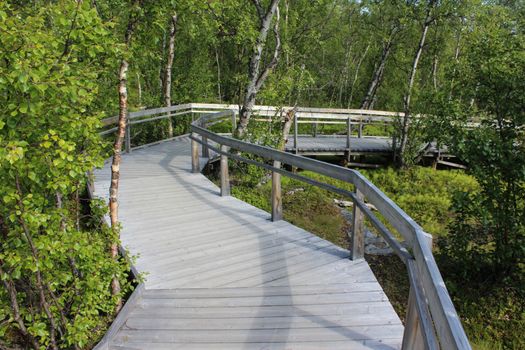 Overview of Hikers trail through forest in abisko national park, northern sweden