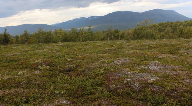 Overview of mountain grassland arctic tundra in abisko national park, northern Sweden