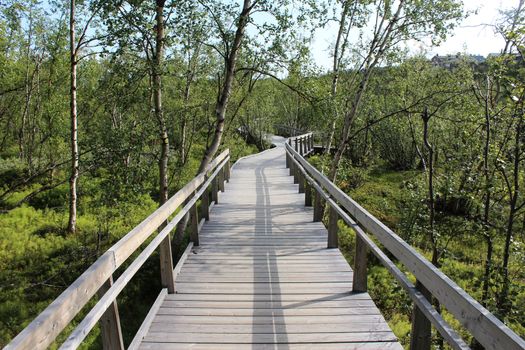 Overview of Hikers trail through forest in abisko national park, northern sweden