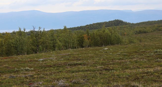 Overview of mountain grassland arctic tundra in abisko national park, northern Sweden