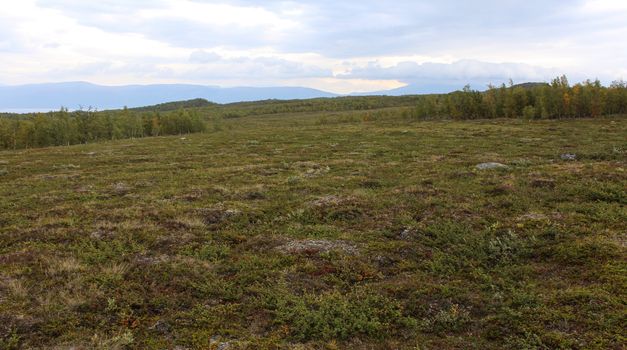 Overview of mountain grassland arctic tundra in abisko national park, northern Sweden