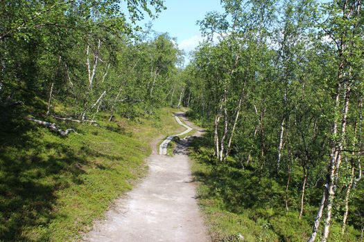 Overview of Hikers trail through forest in abisko national park, northern sweden