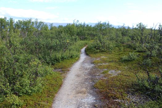 Overview of Hikers trail through forest in abisko national park, northern sweden
