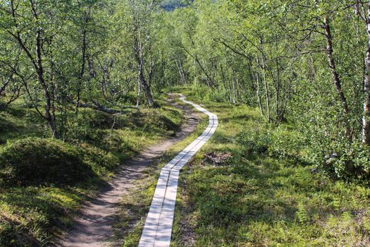 Overview of Hikers trail through forest in abisko national park, northern sweden