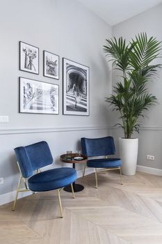 Conversation area with black and white pictures on the wall and a big green plant in a bright flat.