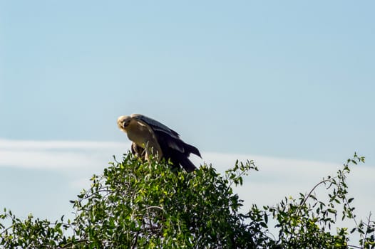 Juvenile Crowned Eagle perched on a tree in Samburu Park in Kenya