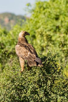 Raven eagle on a tree in samburu park in central Kenya with blood on beak