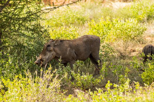 Warthog in the savannah of Samburu Park in central Kenya