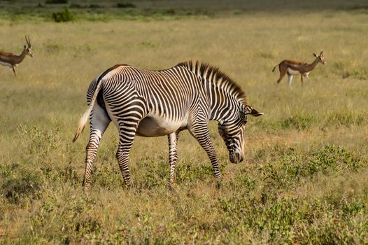 Isolated zebra walking in the savannah of Samburu Park in central Kenya