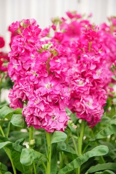 Matthiola incana flower, stock flowers, cut flowers in nursery, full bloom. Pink Rose matthiola