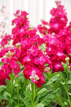 Matthiola incana flower, stock flowers, cut flowers in nursery, full bloom. Pink Rose matthiola