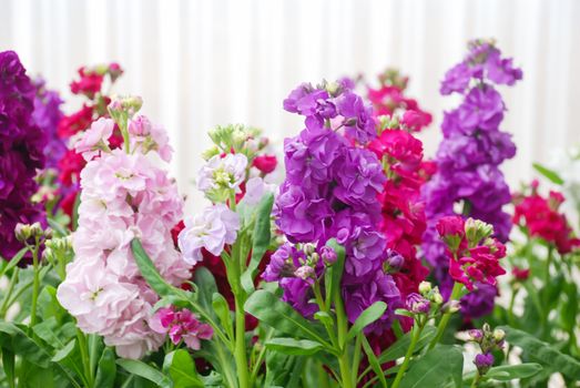 Matthiola incana flower, stock flowers, cut flowers in nursery, full bloom. Mixed matthiola