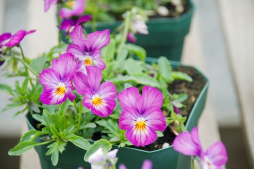 Purple Flower Pansies closeup of colorful pansy flower, pot plant.