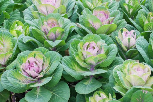 Ornamental cabbage in botanical garden, flowers and plants, environment, cut flowers.