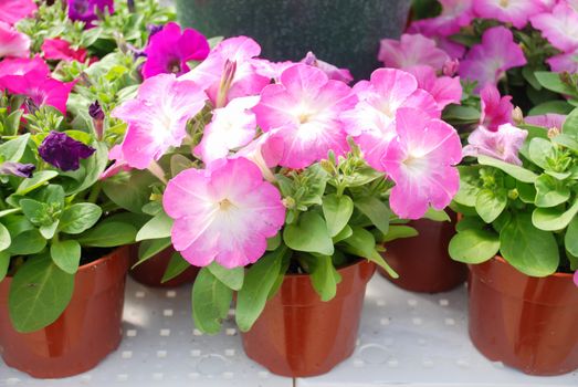 Petunia ,Petunias in the tray,Petunia in the pot, Mixed color petunia, pink shade 